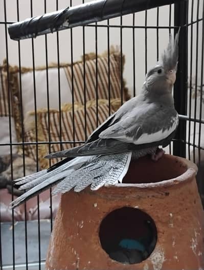cocktail patha for sale