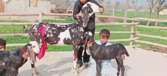 2 butcher vali shera print bakri for sale. 03207353028