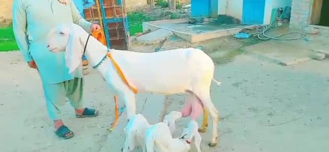 2 butcher vali Rajan puri bakri for sale. 03207353028