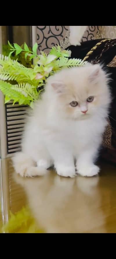 pure Persian cats vaccinated triple coated/WhatsApp 03316360929