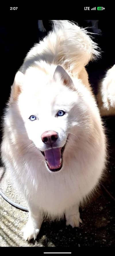 Siberian husky Argent sale