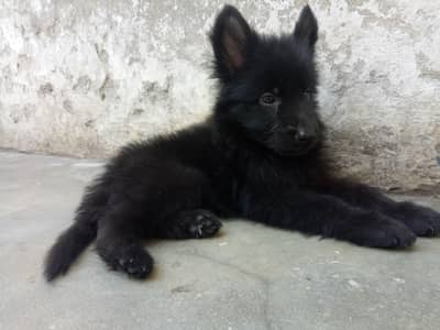 German shepherd | German Shepherd puupy | long coat |