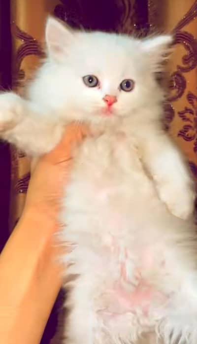 pure Persian cats vaccinated triple coated/WhatsApp 03316360929