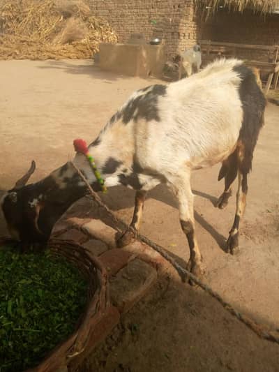 bakri