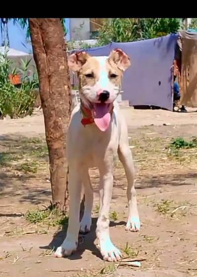 gulteer dog Male for sale available active and healthy