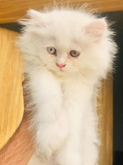 PERSIAN HIGH QUALITY KITTENS