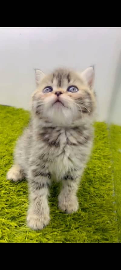 pure Persian cats vaccinated triple coated/WhatsApp 03316360929