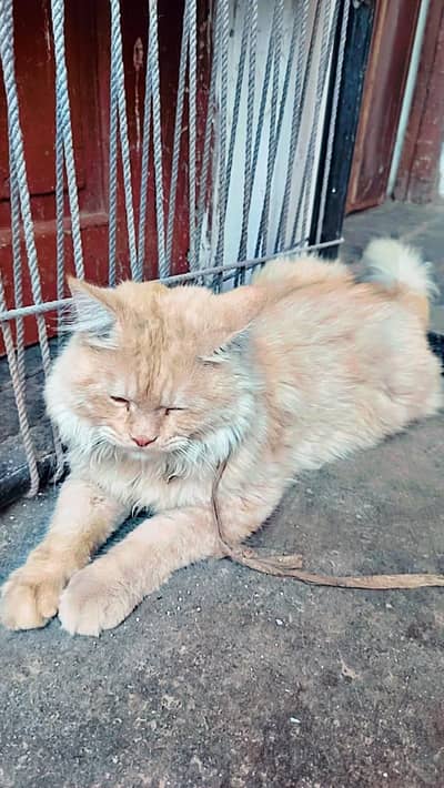 Persian cat