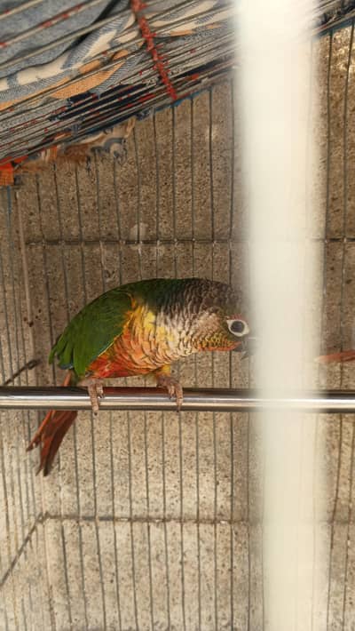 greenchick conure breader female