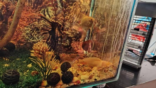 Fish tank aquarium and fishes for sale urgent