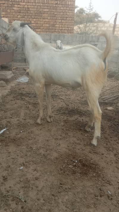 qurbani ka Bakra  gar ka pala hua
