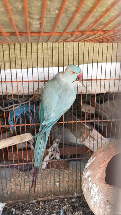 blue ringneck breader pear
