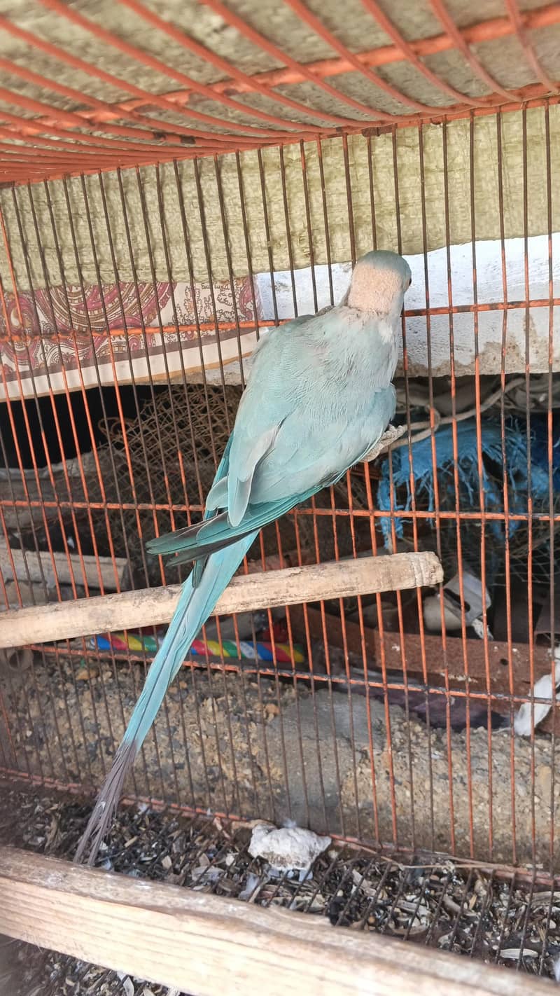 blue ringneck breader pear 1