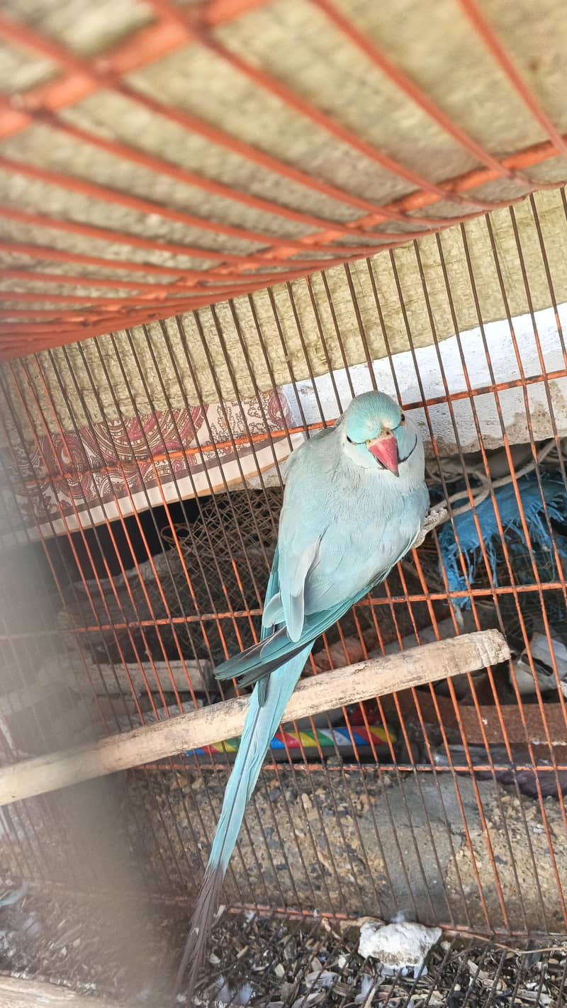 blue ringneck breader pear 2