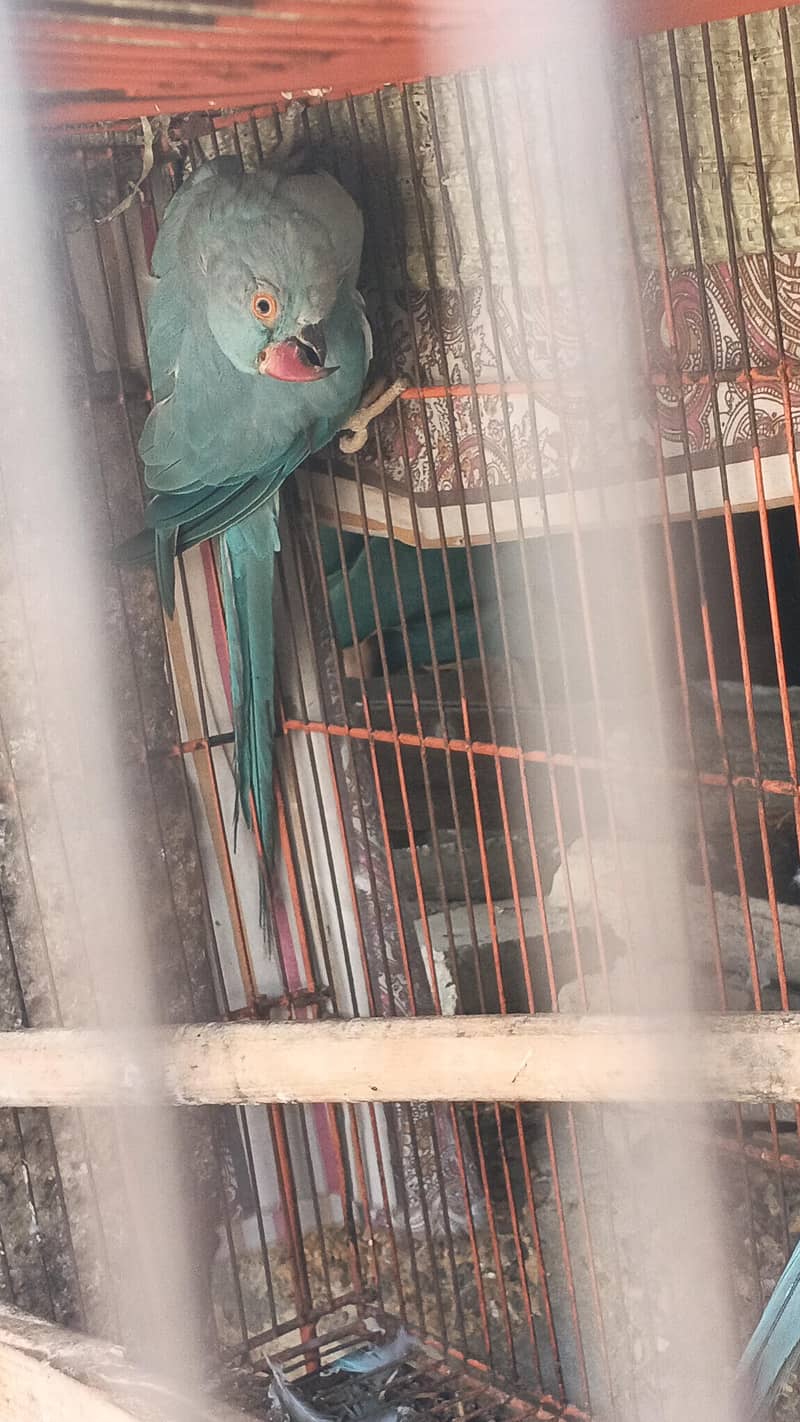blue ringneck breader pear 3