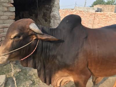 healthy bulls for Eid UL adzha