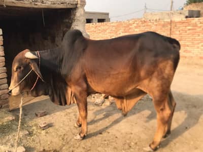 healthy bulls for Eid UL adzha