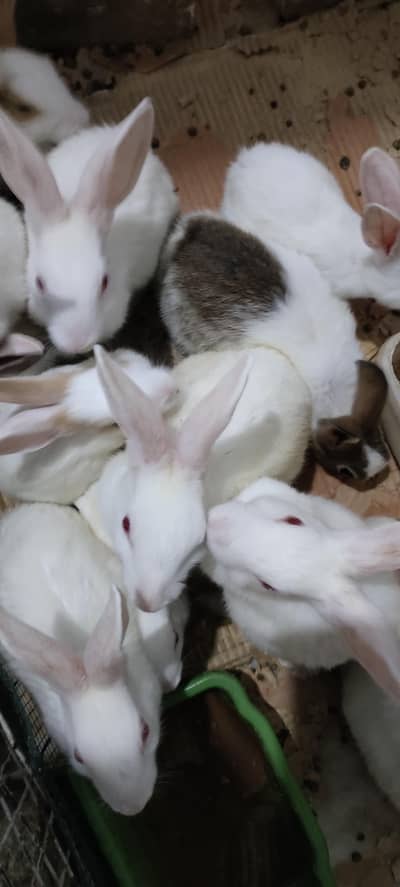 red eye rabbit