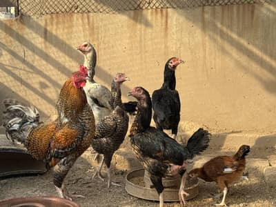 Asseel mix hens pure desi 1 male 4 female set for sale