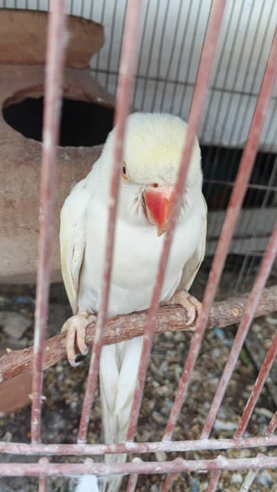 yellow and white ringneck