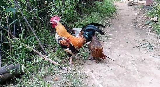 Old English game pair For sale ,extra hen also available.