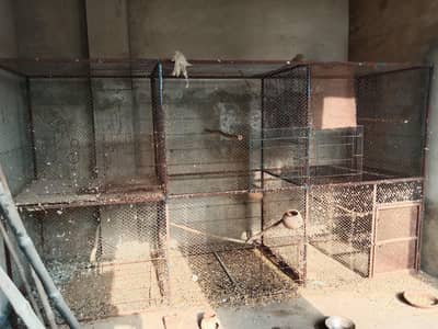 A huge cage for sale best for parrots pigeons hens and other birds