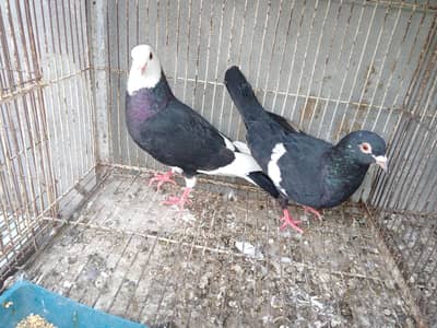 sherazi pair for sale