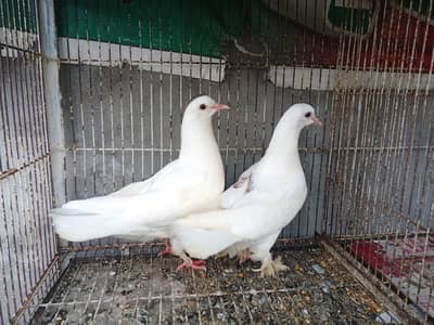 sherazi pair for sale