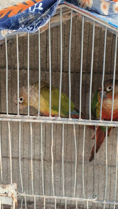 conure and plum head