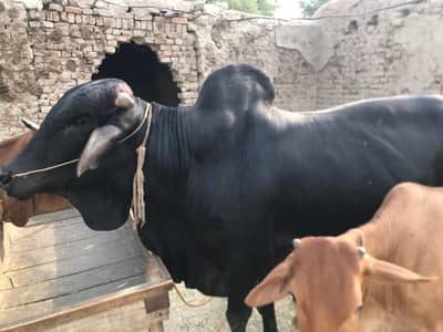 healthy bulls for Eid UL adzha sale
