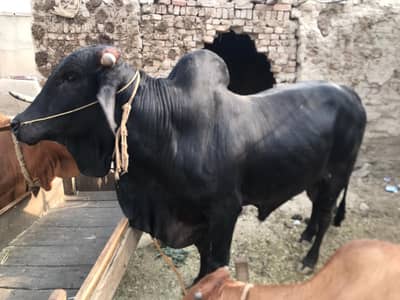 healthy bulls for Eid UL adzha sale