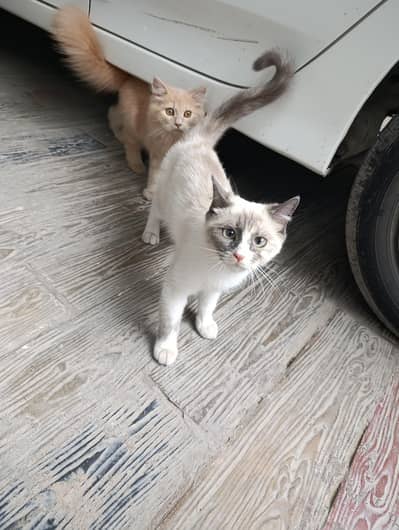 Persian and Himalayan Simese Cats