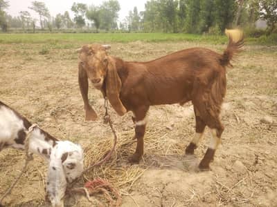 bittal nasal me male femel for sale