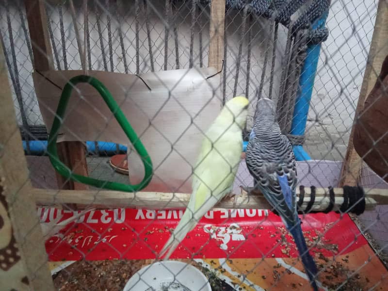 full active 2