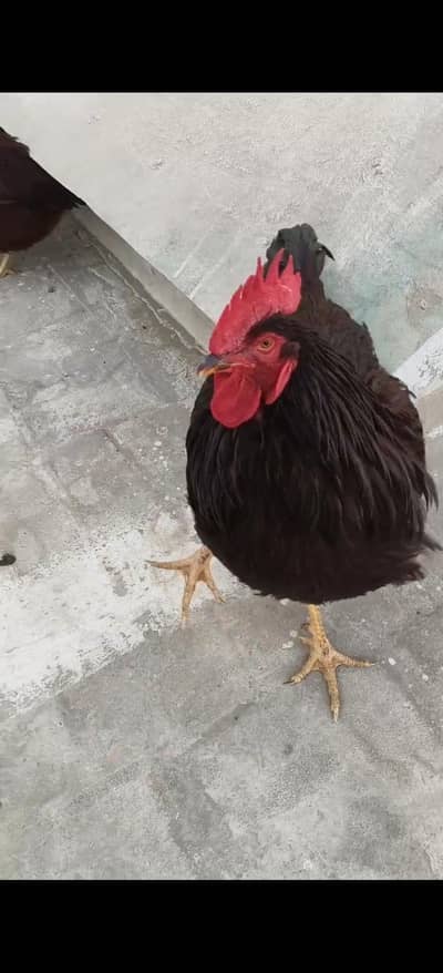 RIR Heritage Male