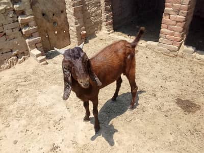 Baqra Qurbani