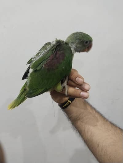 Kashmiri Raw chicks Jambo size
