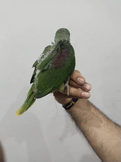 Kashmiri Raw chicks Jambo size