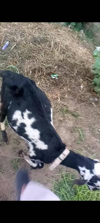 tadi bakri for sale  2dant paki 100%
