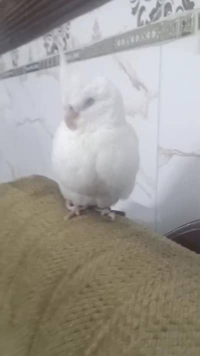 interested he contact kry