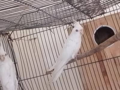 Eno first breed male box me ja ra he 03193307245