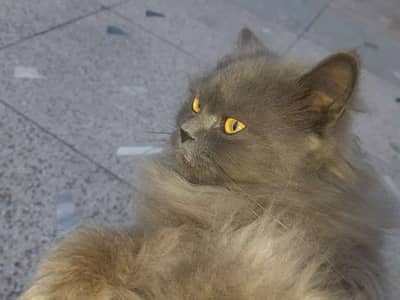 Persian grey cat