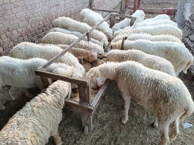 qurbani kalye behtrin chatray 16 adad only 15 lakh