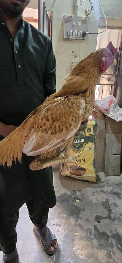 aseel peela pair male and female full breeder