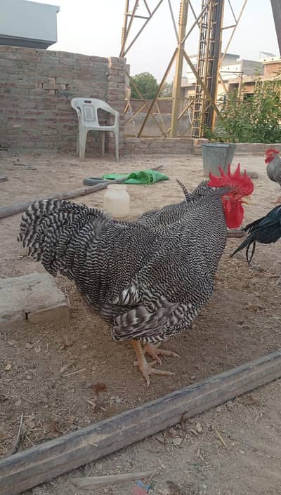 fertile eggs and chicks of Plymouth rock heritage