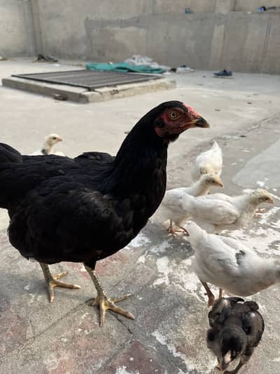 Aseel lasani murgi with chicks