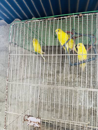 Red eyes yellow