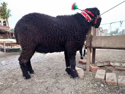 Luxury Mundary Pair  Pure Black & Black White! Royal Qurbani