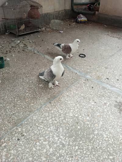 sentinent breader pair  for sale