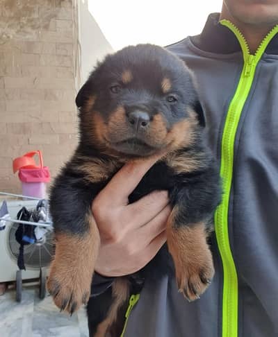 Rottweiler Puppy